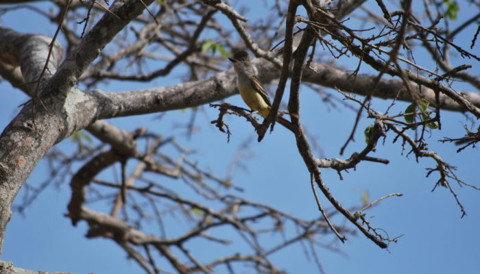 avistamiento-de-aves-1