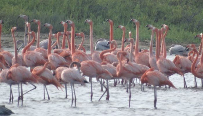 avistamiento-de-aves-2