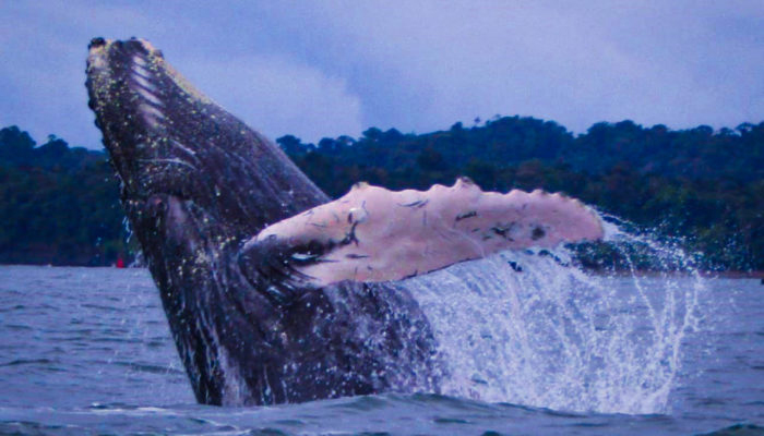 bahia-solano-ballenas-1