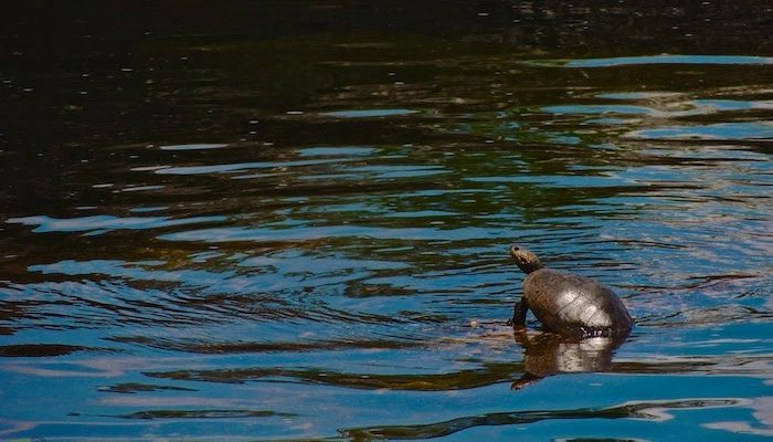 canocristal-terrestre-7