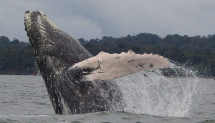 cartagena-eje-y-bahia-1